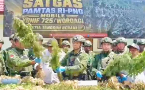 Satgas Yonif 725 Temukan Kebun Ganja 21.400 Batang di Yahukimo