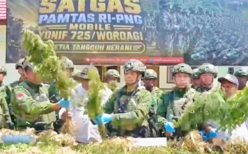 Satgas Yonif 725 Temukan Kebun Ganja 21.400 Batang di Yahukimo
