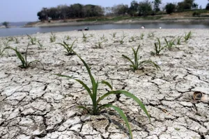 El Nino Picu Risiko Inflasi di Asean
