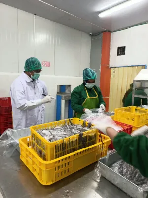   Ekspor Ikan RI Semester 1 2026 Tembus Rp 52,6 Triliun ke 152 Negara