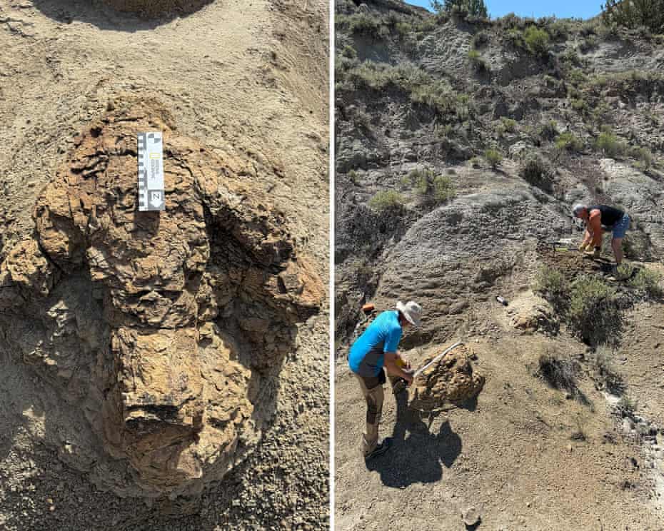 Jejak T-Rex Dewasa Pertama di Dunia Ditemukan di North Dakota, Usianya 66,5 Juta Tahun