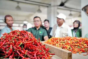 Bapanas-Kementan Fasilitasi Distribusi Cabai Demi Stabilkan Harga