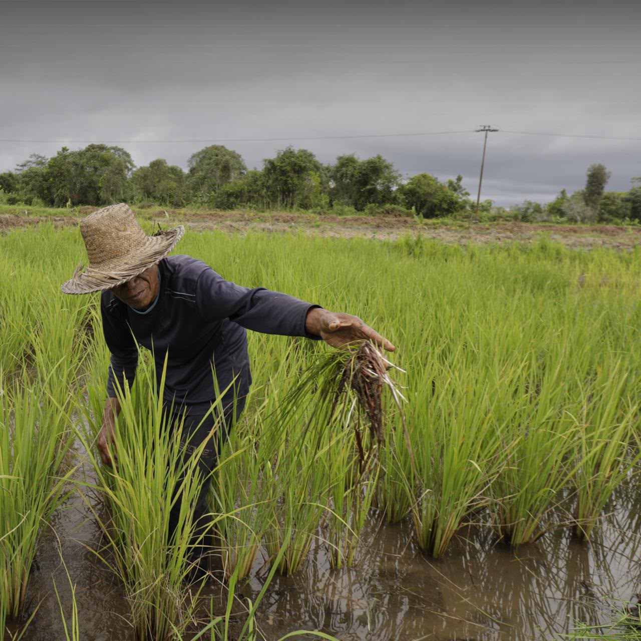 Gagal Panen Akibat El Nino? Kementan: Ada Asuransi Pertanian, Klaim Cair Rp6 Juta per Hektare