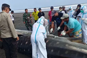 Hiu Paus yang Terdampar di Jembrana Mati dan Dikubur di Pantai