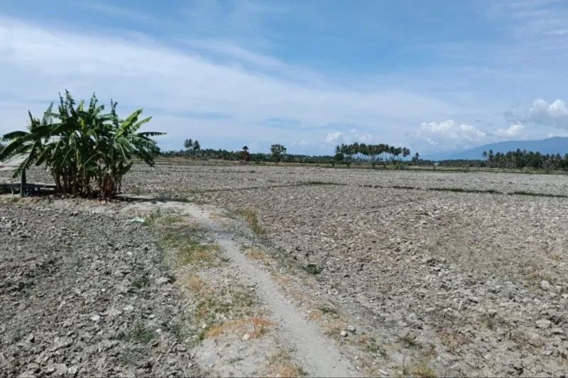 Kekeringan Mengancam, Produktivitas Tanaman Bisa Merosot