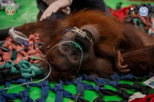 Habitatnya Terbakar, 3 Orangutan Dievakuasi dalam Kondisi Kurus dan Lemas di Kebun Warga Ketapang Kalbar