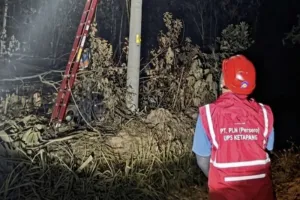 Karhutla Ketapang Ganggu Jaringan Listrik, PLN Bergerak Cepat Amankan dan Pulihkan Pasokan.