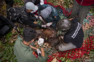 Karhutla Tak Cuma Ancam Manusia, Satwa Liar Juga Butuh Perlindungan Lebih Kuat
