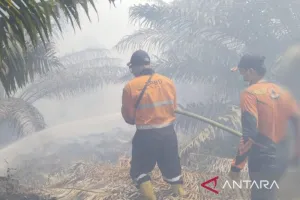 Kebakaran Hutan dan Lahan di Muara Enim Belum Padam, Asap Tebal Selimuti Desa Teluk Limau.