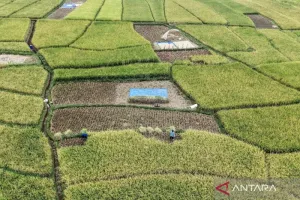 Komisi VI DPR: Ketahanan Pangan Bukan Sekadar Stok Gudang, Produksi Petani Harus Terserap.