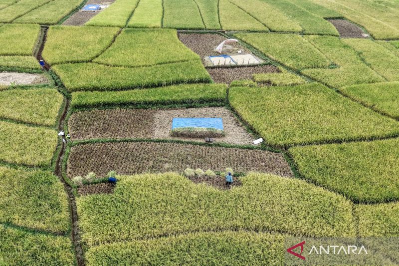 Komisi VI DPR: Ketahanan Pangan Bukan Sekadar Stok Gudang...