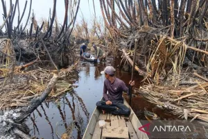 Penanganan Karhutla di Taman Nasional Berbak dan Sembilang Terkendala Akses