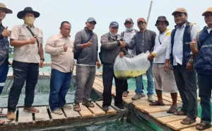5.000 Bibit Kerapu Ditebar DKP Kalimantan Barat dan KIPP untuk Nelayan Pelapis