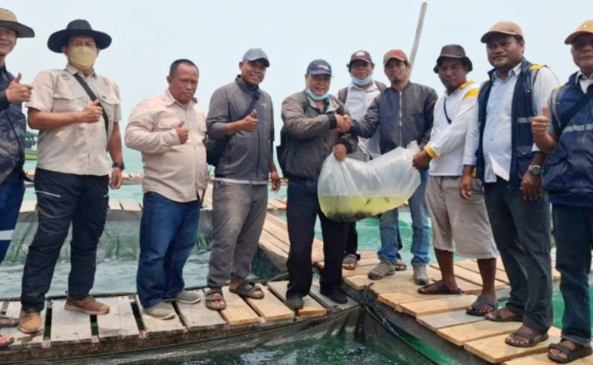 5.000 Bibit Kerapu Ditebar DKP Kalimantan Barat dan KIPP ...