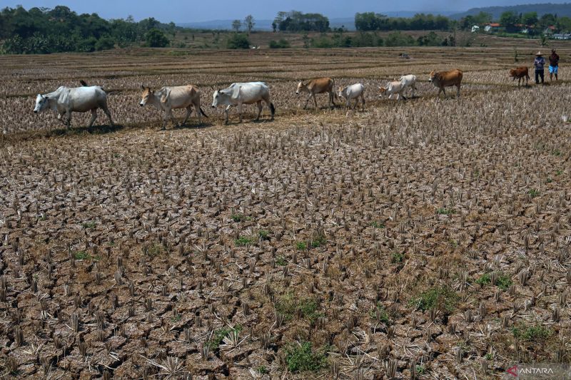 El Nino Bikin Satwa Liar Bergerak Lebih Jauh, Apa Dampaknya?