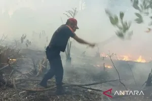 Karhutla Mengintai! BPBD Pangkalpinang Intensifkan Patroli, Warga Diminta Waspada
