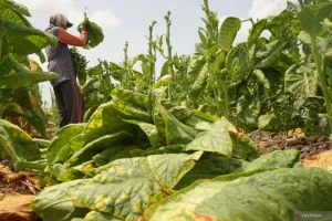 Musim Panen Tiba, 546 Ton Tembakau Jadi Asa Petani Tulungagung