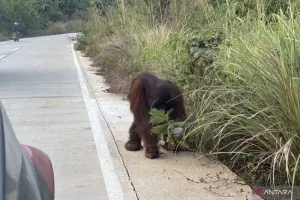 Perlu Aksi Penyelamatan, Kasihan Orangutan Mengais Makanan di Pinggir Jalan