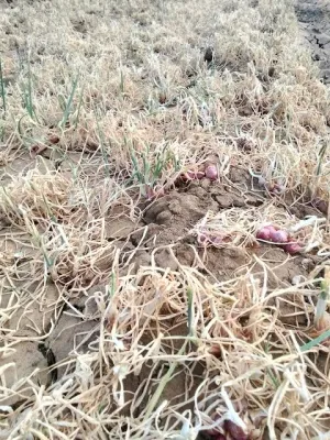 El Nino Suburkan "Janda Pirang" pada Bawang Merah, Ini Antisipasi Kementan Kendalikan OPT 