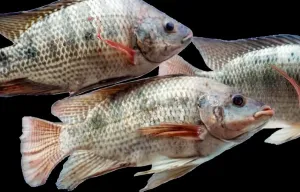 Inovatif & Kreatif Banget! Sisik Ikan Nila Disulap Mahasiswa Unpad Jadi Bahan Baterai Ion-natrium