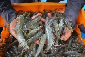 SCI Desak Udang Lokal Diopt...