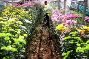 Bukan Sekadar Tanaman Hias, Florikultura Bidik Masa Depan Ekonomi Hijau