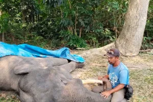 Gajah Sumatera Diego Mati di PLG Minas Riau, Sempat Dirawat Intensif.