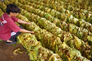 Harga Tembakau Rajangan Kering Tulungagung Tembus Rp130 Ribu per Kilogram