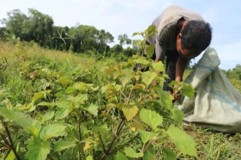 Industri Nilam Butuh Terobosan, ARC USK Dorong SRG Jadi Solusi Tata Niaga