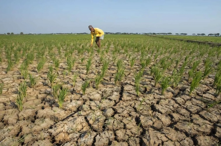 Kekeringan Ancam Sawah Seluas 311,8 Hektare di Tangerang