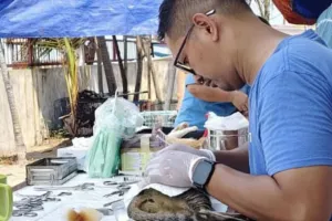 Vaksinasi Kucing untuk Mencegah Penyebaran Rabies di Kepulauan Seribu