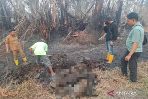 3.757 Bekantan di Kalsel Terancam Karhutla, BKSDA Dorong Perluasan Areal Preservasi.
