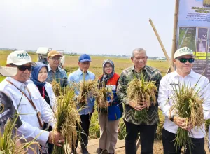 Di Tengah El Nino, Kolaborasi PGN-BRIN-Pemkab Batang Berhasil Panen 166 Ton Padi Biosalin