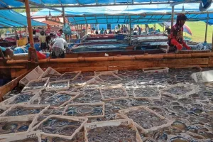 Musim Angin Timur, Ubur-Ubu...