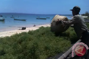 Rumput Laut Jadi Andalan Baru, Hilirisasi Bisa Angkat Ekonomi Pesisir
