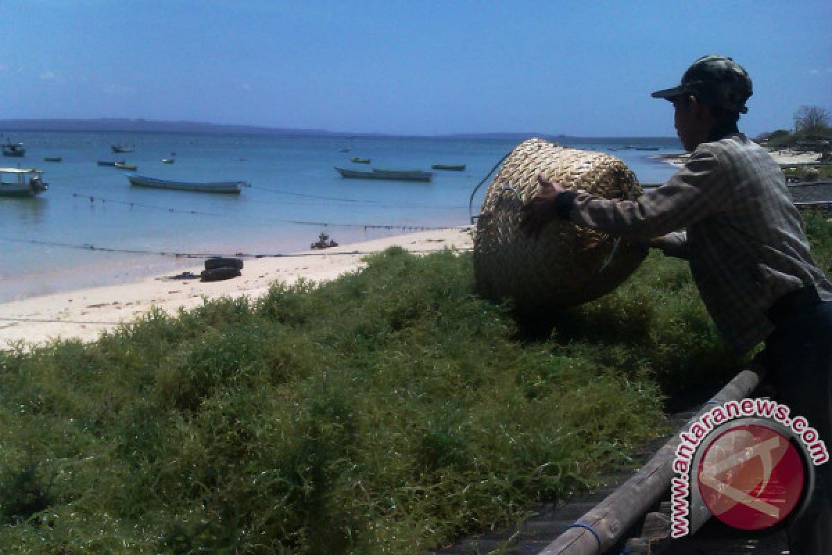 Rumput Laut Jadi Andalan Baru, Hilirisasi Bisa Angkat Ekonomi Pesisir
