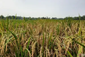 Terdampak Puso, Pemkab Tangerang Siapkan Bantuan Benih Untuk Petani 