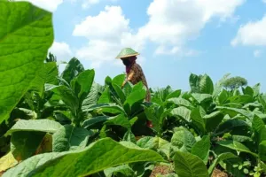 Kemarau Justru Membuat Tembakau Lumajang Tumbuh dengan Kualitas Terjaga 