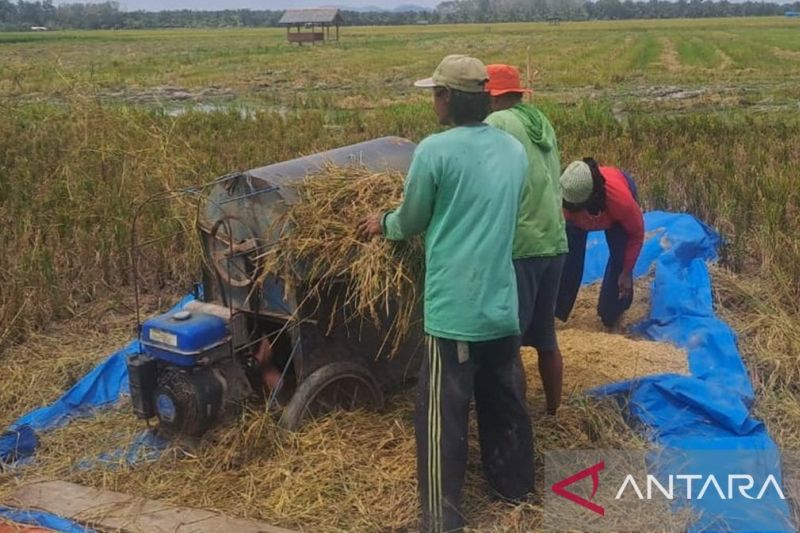 Kurangi Ketergantungan Pasokan Beras Luar, Babel Percepat Program Swasembada Pangan