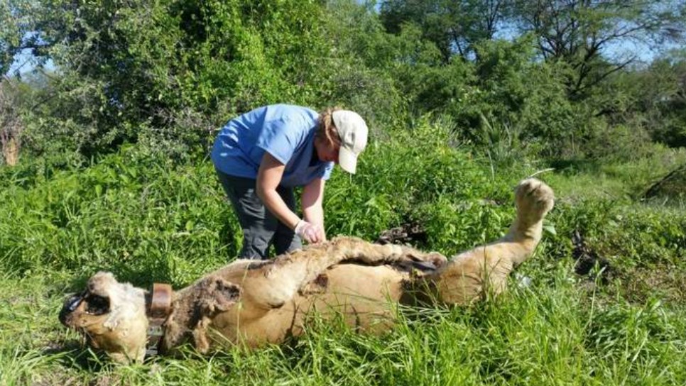 10 Singa Mati di Cagar Alam Tanzania, Diduga Keracunan 