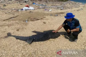 Lagi, Anak Hiu Paus Sepanjang Dua Meter Ditemukan Mati Terdampar di Pantai Kendari