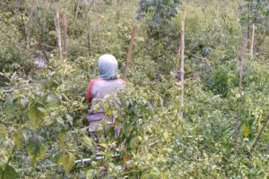 Cabai Makin Mahal, Petani Hadapi Jeda Panen di Tengah Kemarau