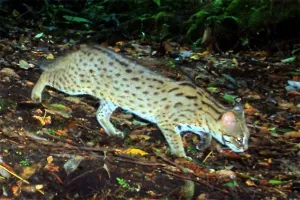 Ilmuwan Temukan Spesies Kucing Liar Baru Setelah 100 Tahun