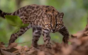 Ilmuwan Temukan Spesies Kucing Liar Misterius di Bolivia