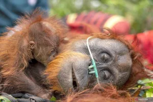 Mama Lifa dan Lifa, Induk dan Anaka Orangutan Terjebak di Perkebunan Sawit