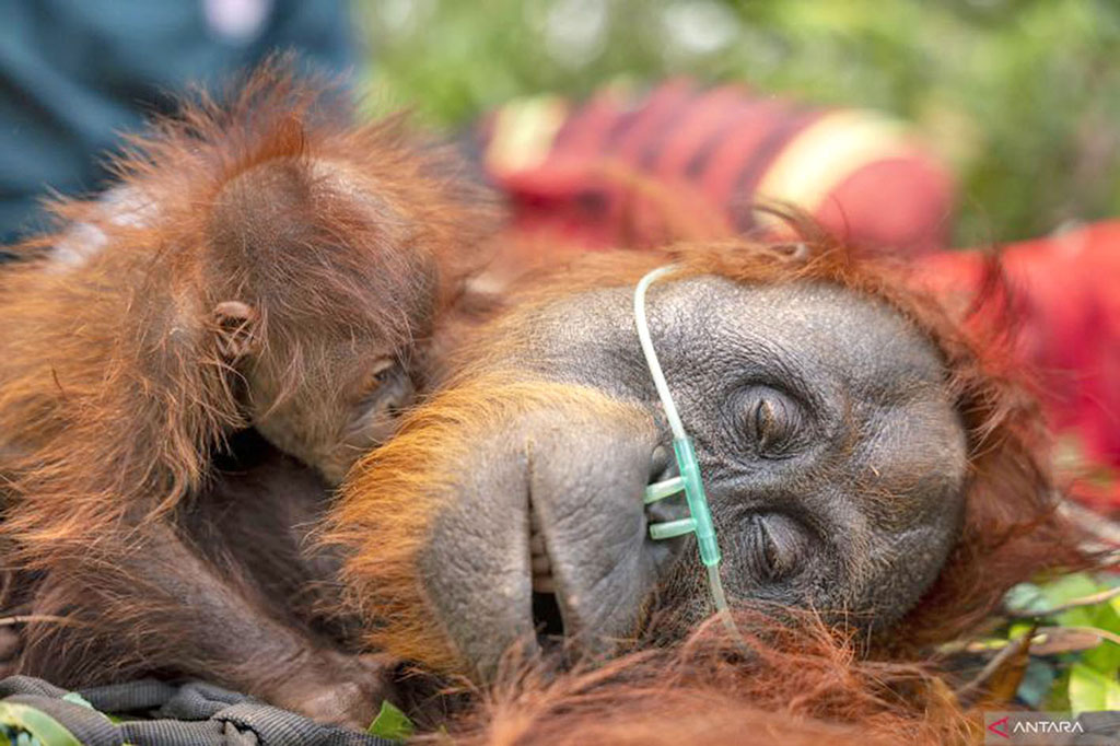 Mama Lifa dan Lifa, Induk dan Anak Orangutan Terjebak di Perkebunan Sawit