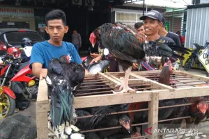 IPB Kembangkan Ayam Lokal, Inovasi Nutrisi Jadi Kunci Produktivitas
