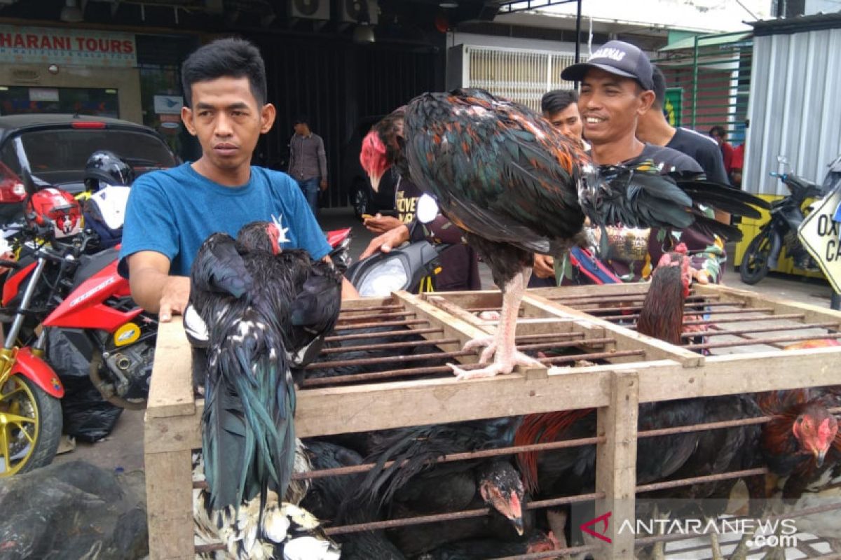 IPB Kembangkan Ayam Lokal, Inovasi Nutrisi Jadi Kunci Produktivitas