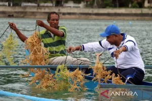 Kembangkan Rumput Laut, Pemprov Maluku Siapkan 20.000 Hektare Lahan 