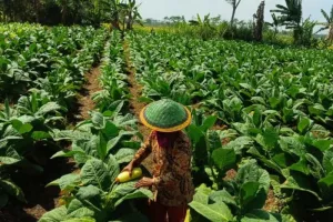 Kualitas Baik, Harga Tembakau Lumajang Tembus Rp60 Ribu/Kg